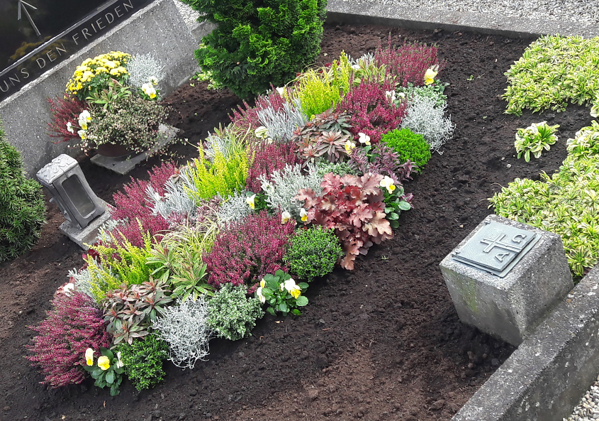 Grab Grabbepflanzung Herbst veilchen heide friedhof