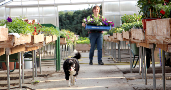 gaetnerei schlegel produktion hund eigenproduktion