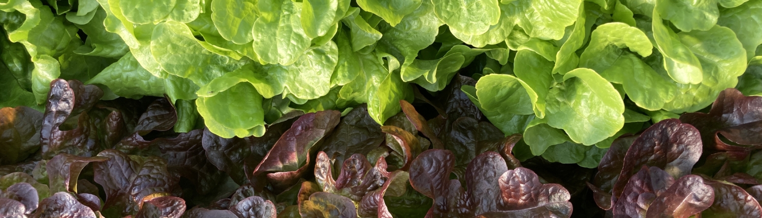 salat-Salatpflanzen-salatkopf